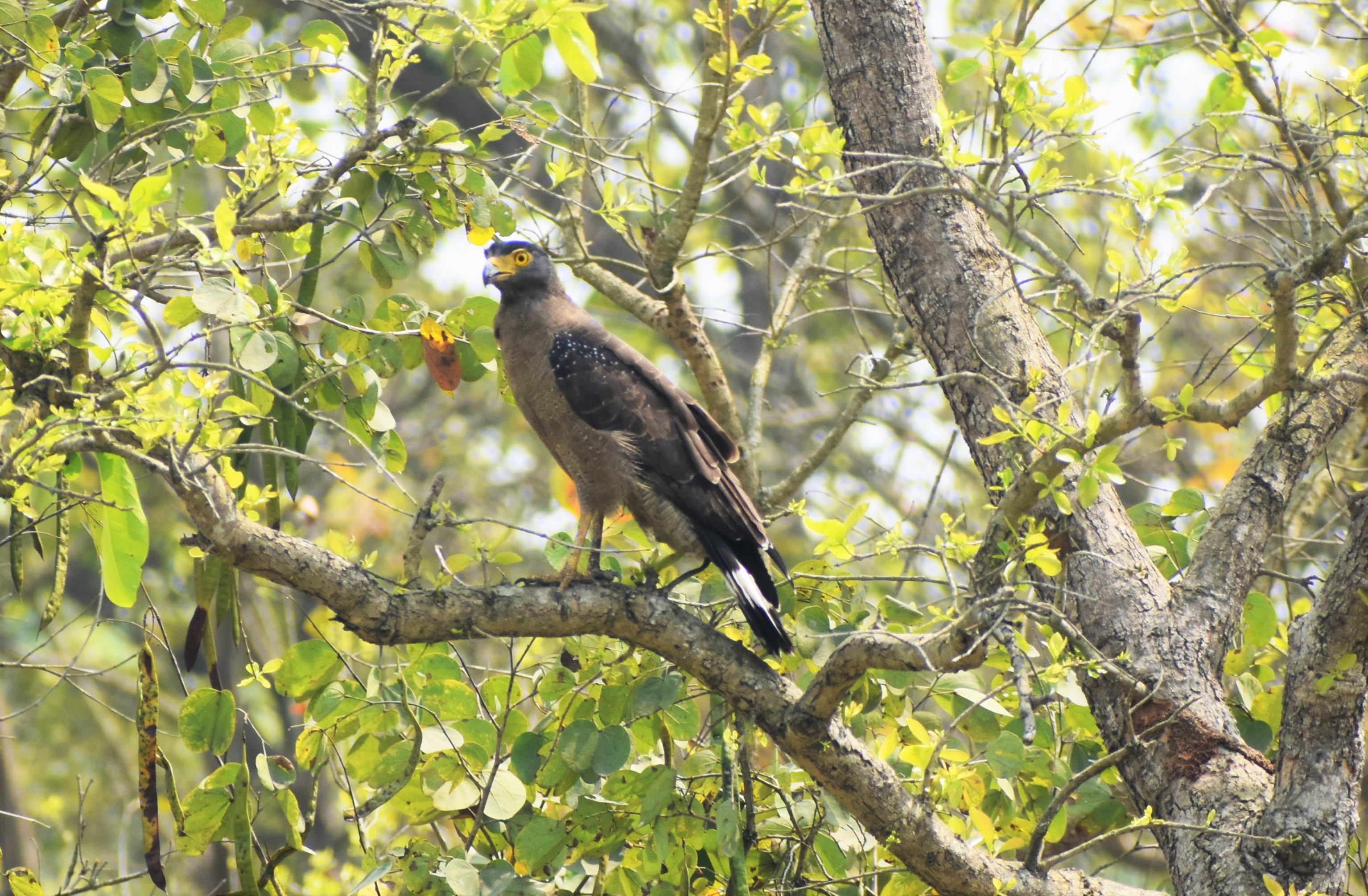 Pilibhit Tiger Reserve